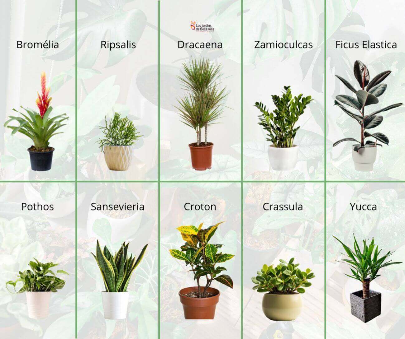 10 plantes intérieur facile d'entretien