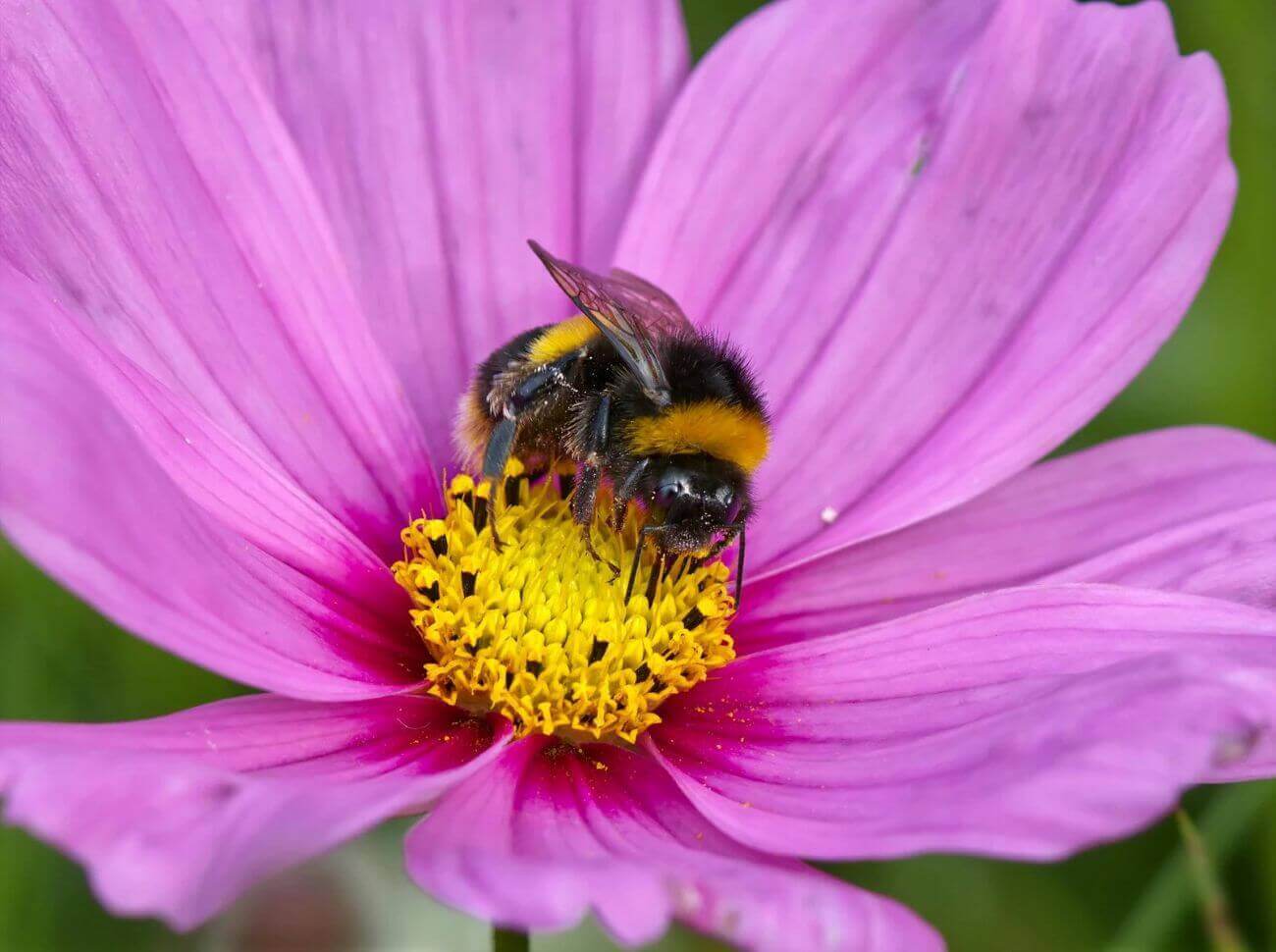 abeille dans mon jardin