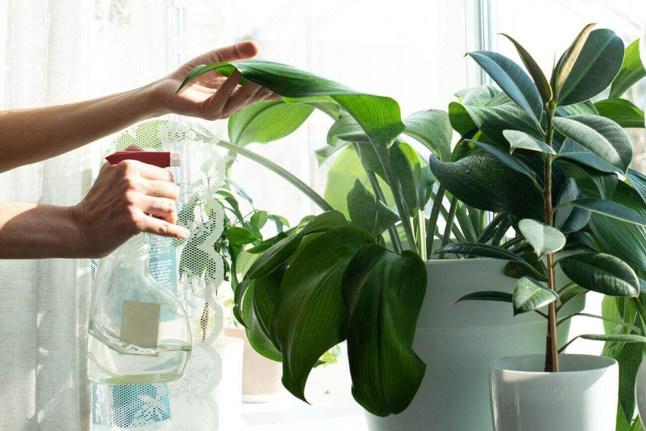 arrosage plante d'intérieur