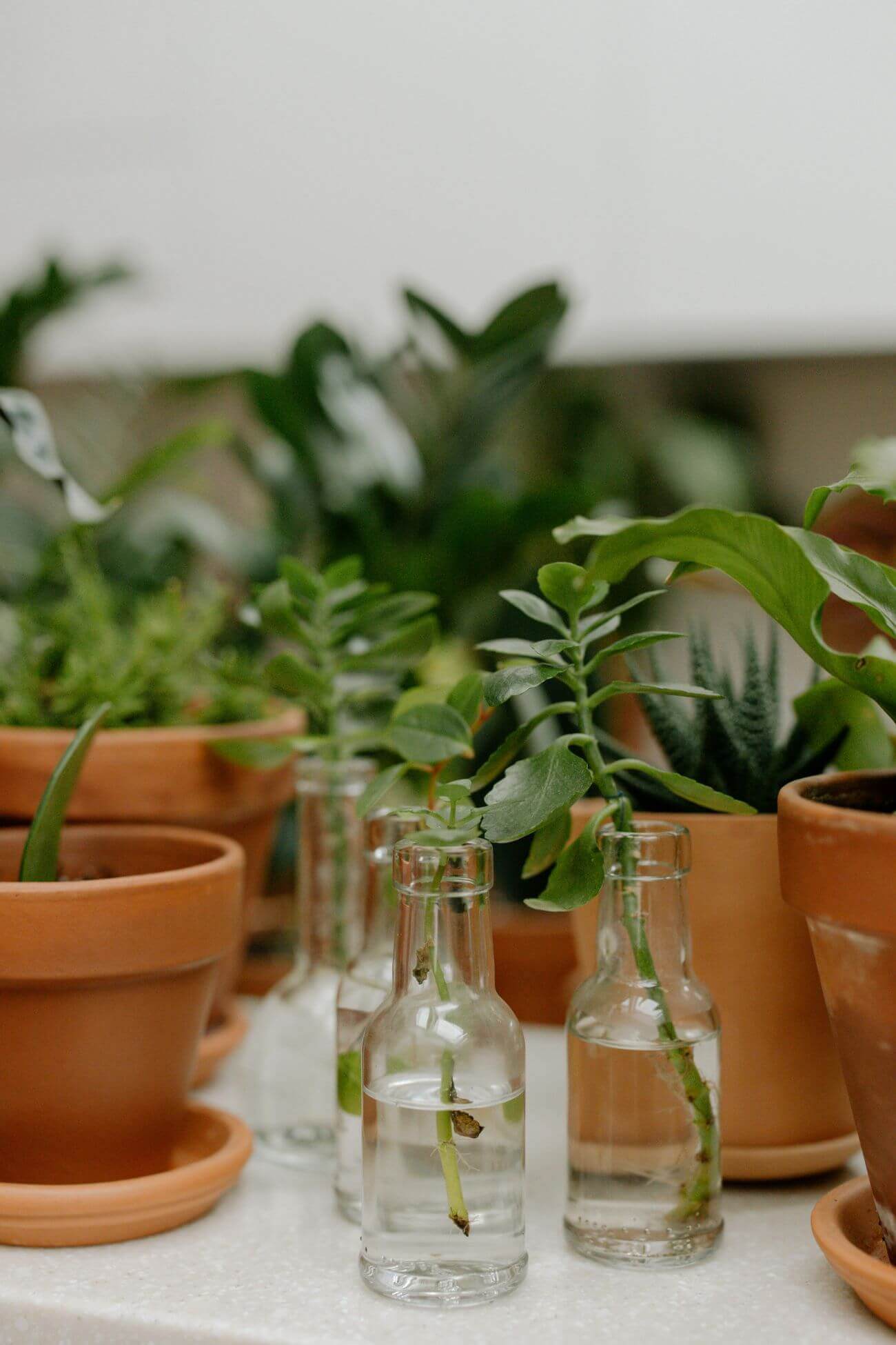 bouture de plantes maison
