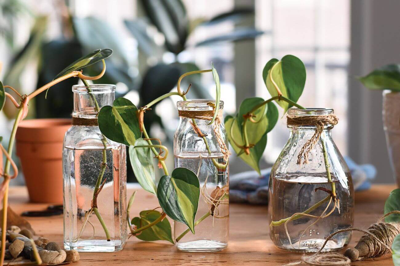 bouture pothos