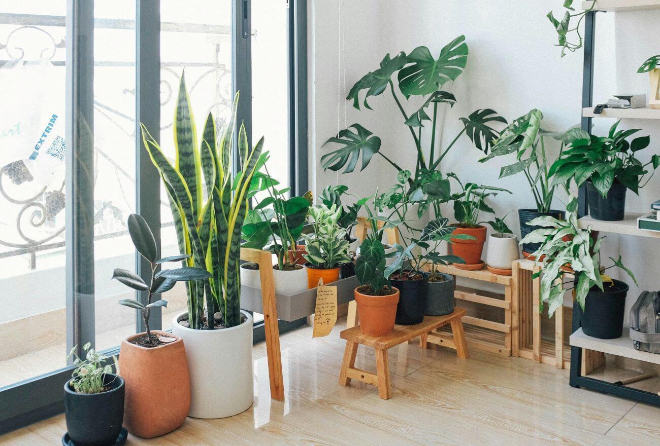 exposition plantes d'intérieur