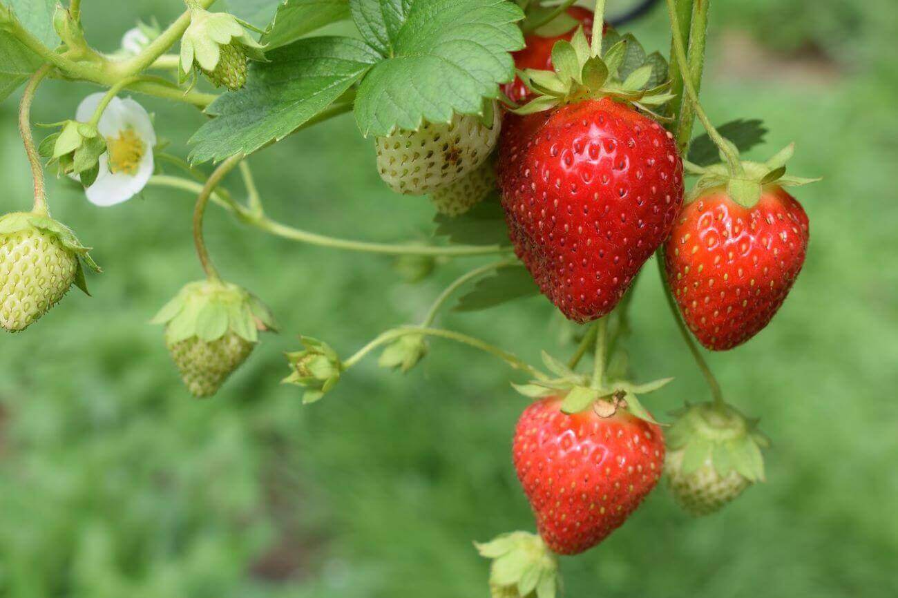 fraises