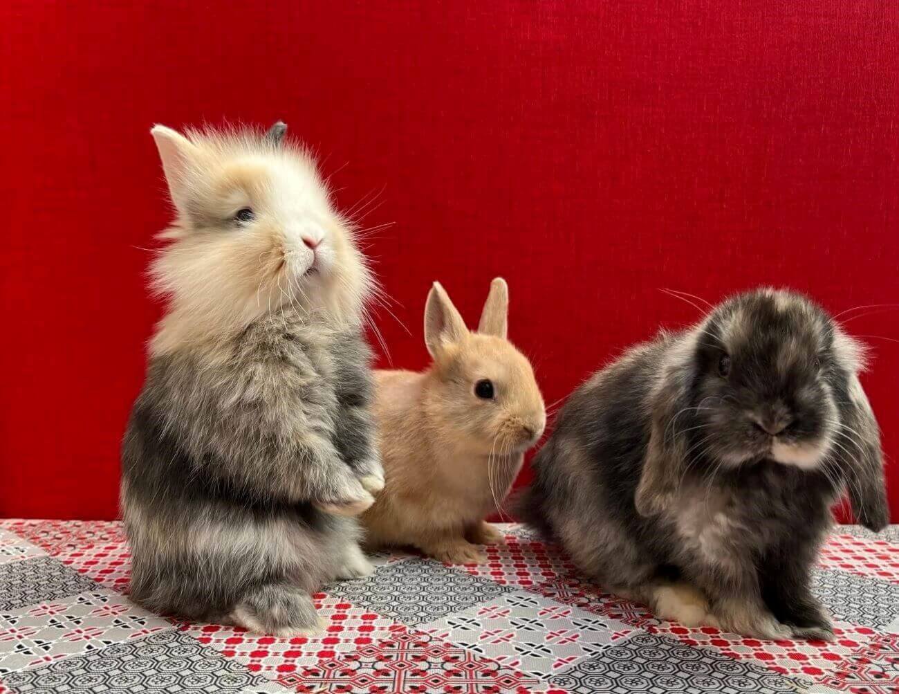 lapins