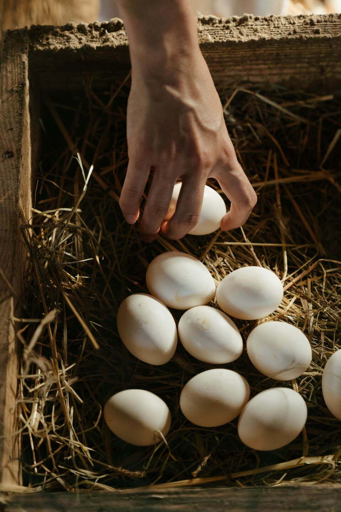 ponte œufs
