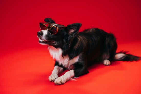 shooting photo chien avec lunettes