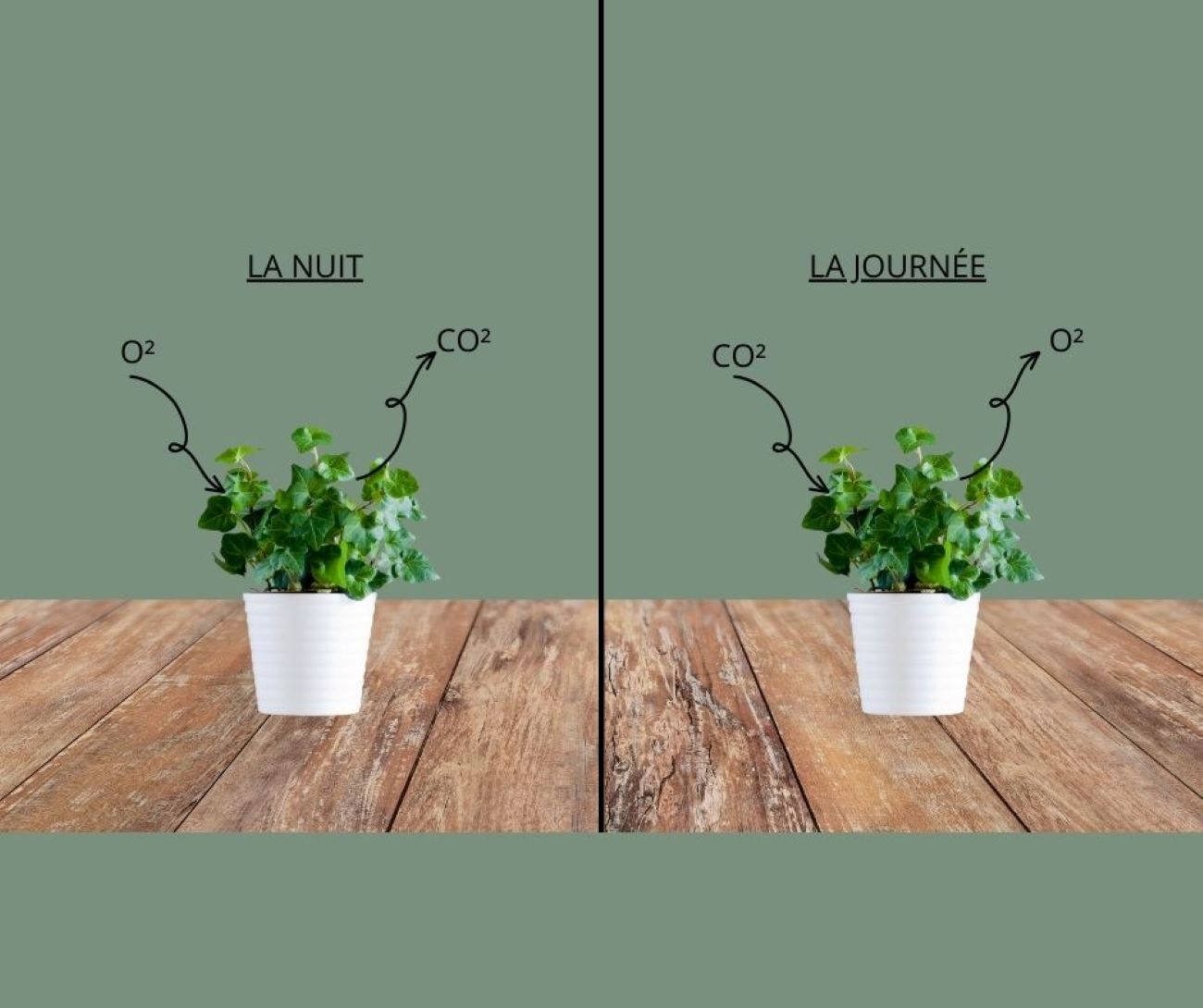 processus respiration plante verte