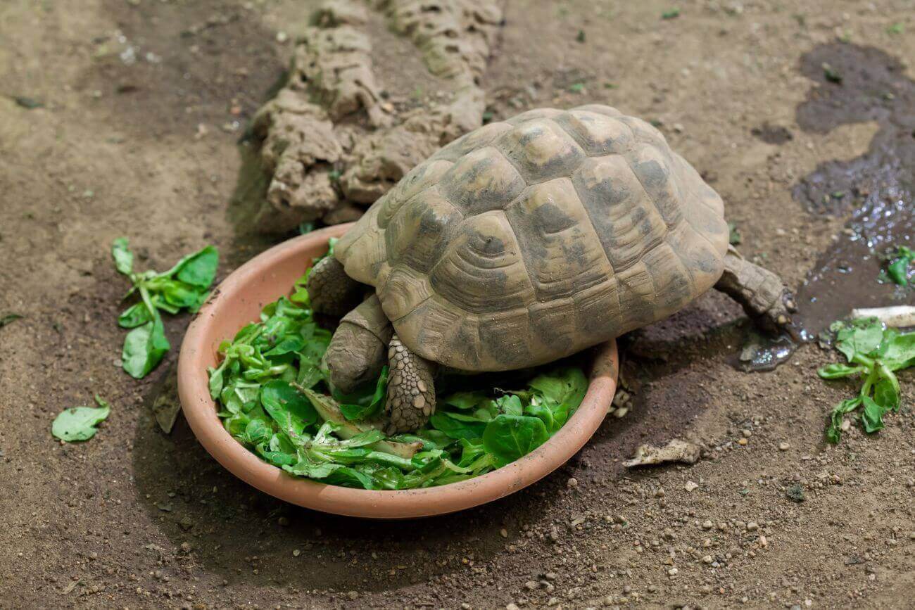 terrarium tortue