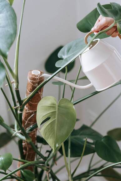 plante verte facile d'entretien