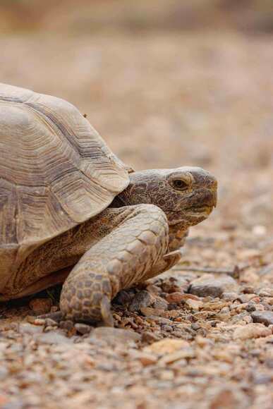 tortue terrestre