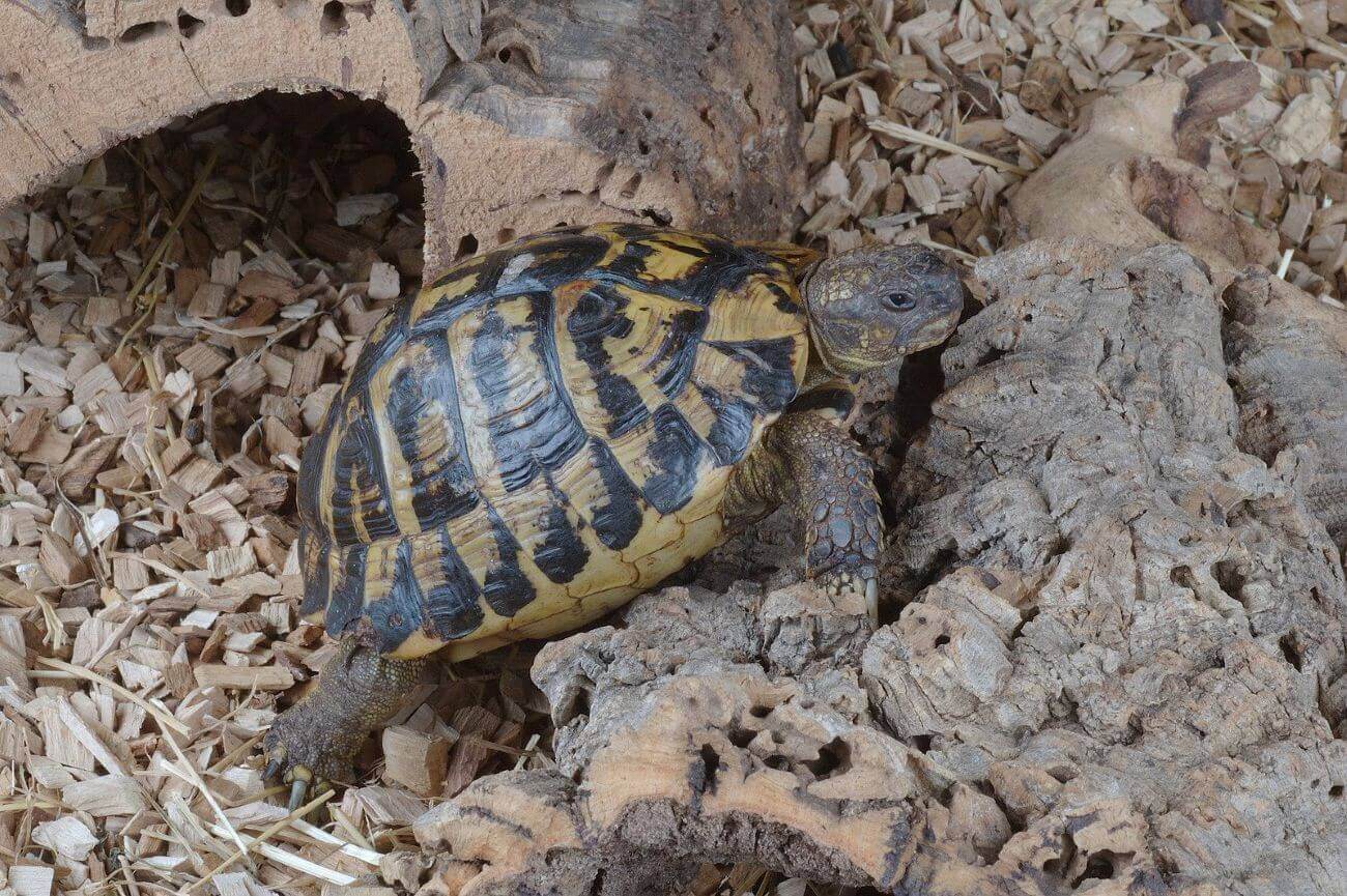 tortue d'hermann