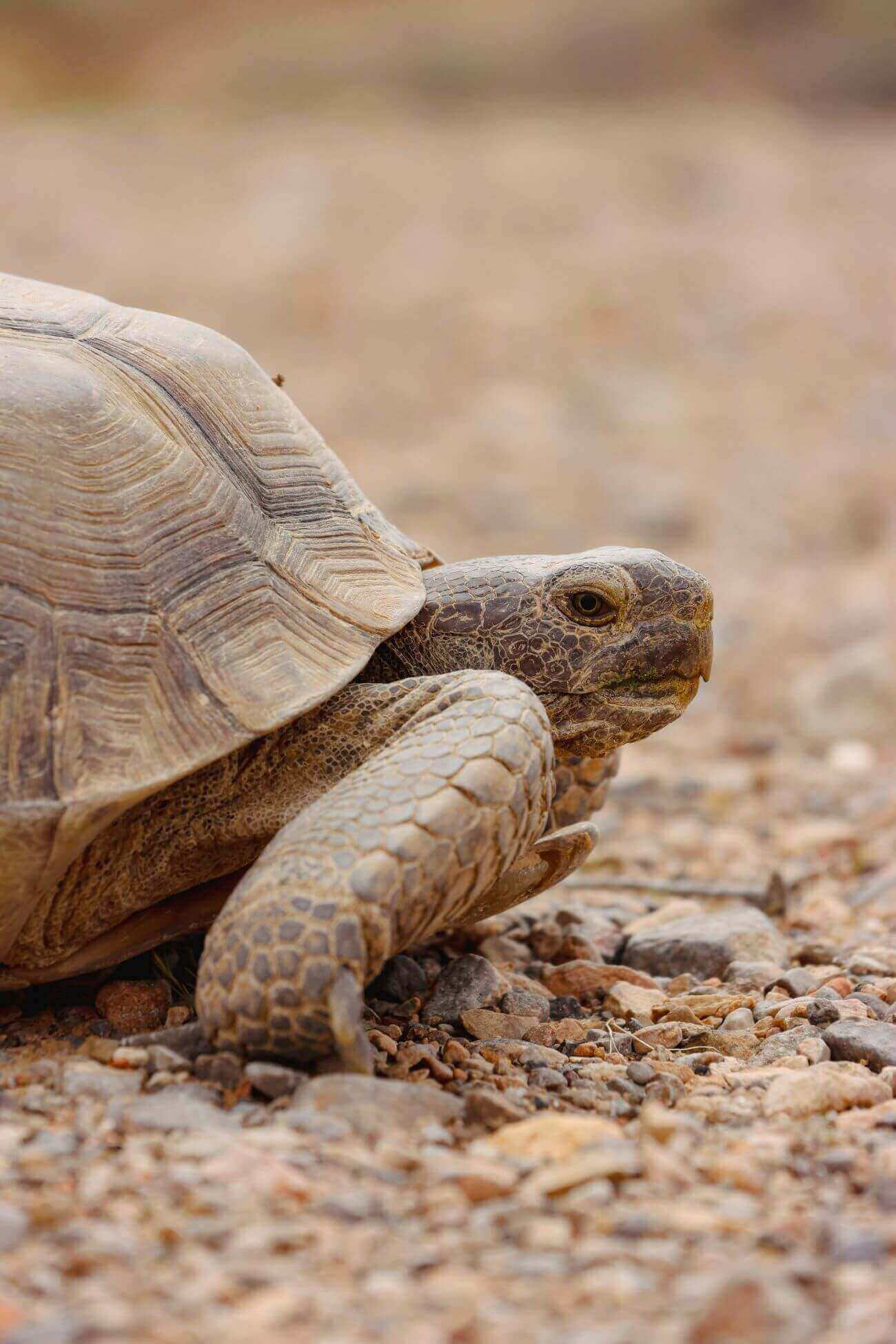 tortue terrestre